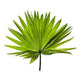 Oronia Saw Palmetto Power Formula